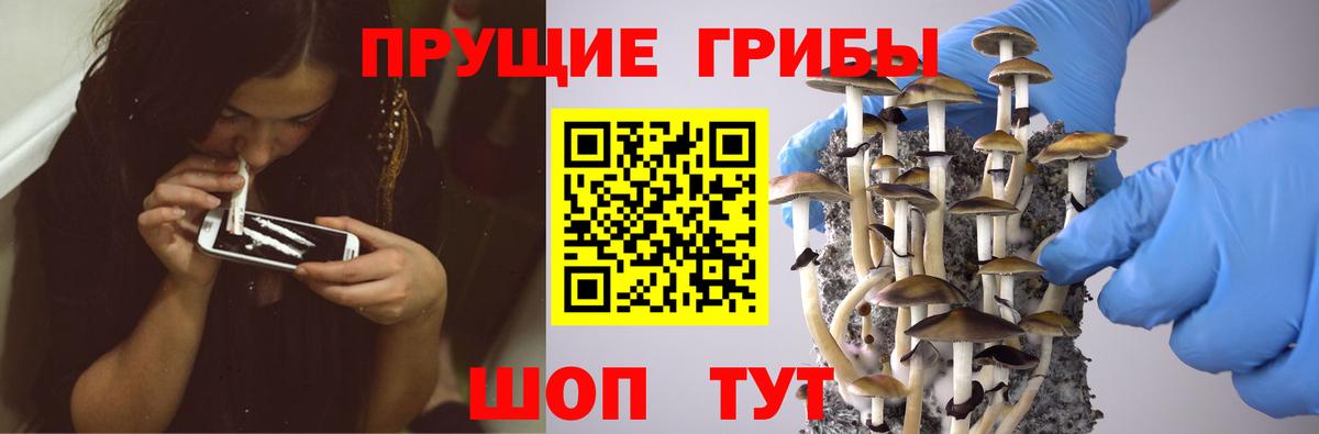 Тулун  Псилоцибиновые грибы Cubensis  Вход с VPN 